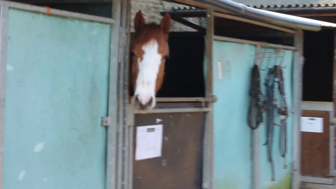 Spirit at Reinhill Ranch!