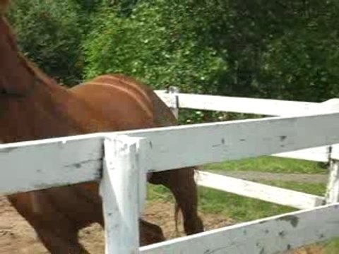 Pouliche d'écurie en longe