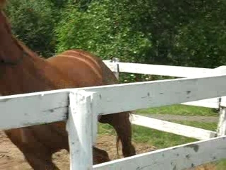 Pouliche d'écurie en longe
