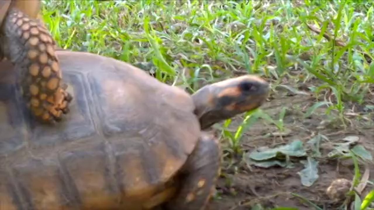 Tortoises mating.