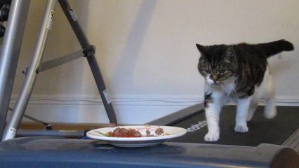 Cat want food! Cat don't get food..