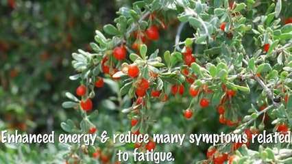 Five Advantages of Wolfberry-408-390-4876