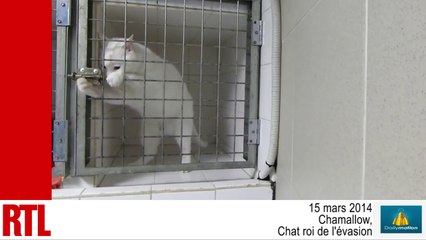 VIDÉO - Chamallow, le chat roi de l'évasion