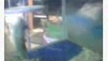 hamster somersaulting