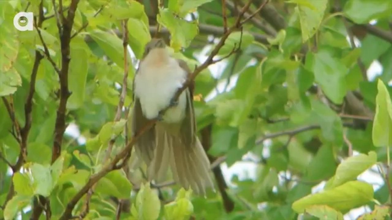 Top 3 Worst Animal Parents