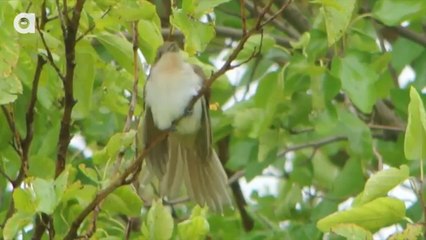 Top 3 Worst Animal Parents