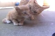 mama cat comes to rescue her little kitten