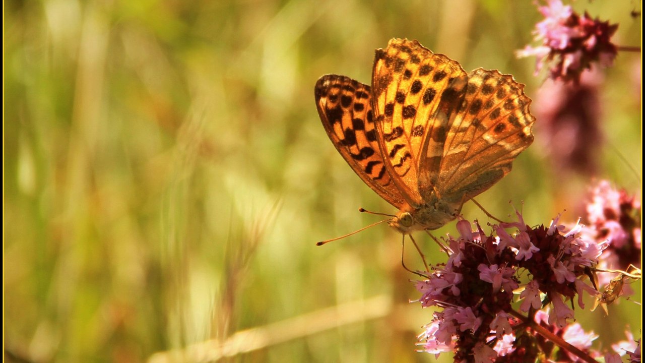 Photographies - Pierre-Luc LAUER