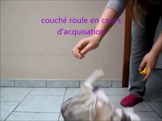 ma chienne en obérythmée
