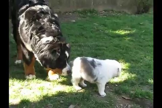 Berger Australien 1 mois