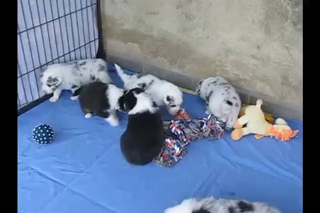 Berger Australien 1 mois