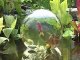 Boule transparente pour poissons : Add-A-Sphere