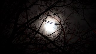 Time lapse video - Moon (scary twisted tree silhouette night) 5 - Free stock footage