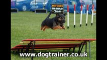Puppy Training Classes Liverpool, Dog Training Classes Liverpool, www.dogtrainer.co.uk