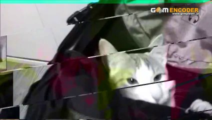 便秘体質改善「下腹スッキリ7daysプログラム」実践 検証 動画 実績 特典 購入 レビュー ブログ 暴露 評価 評判
