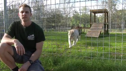 Büyük Kedilerin Arkasını Dönen İnsanlara Sinsice Yaklaşması