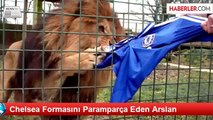 Chelsea Formasını Paramparça Eden Aslan