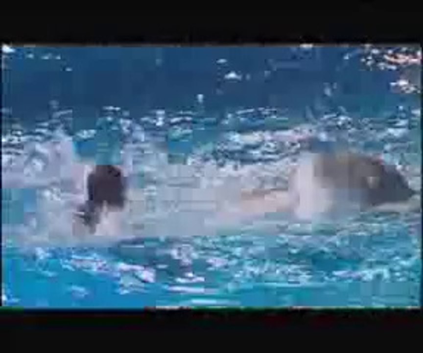dolfinarium harderwijk de droomwens show DVD version[320x240]