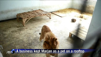 New life at Kabul zoo for lion who lived on a rooftop