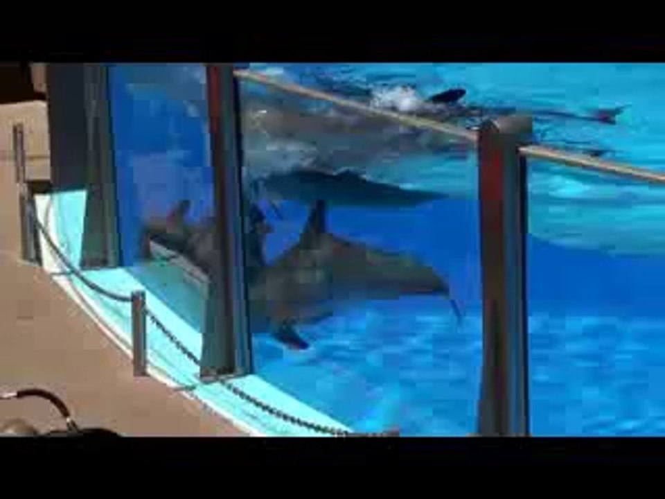 Dolphin show @ palmitos park[320x240]