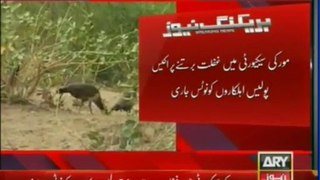 Wild Cat killed PM Nawaz Shairf precious peacock , Punjab Govt issued show cause notice to 21 policemen