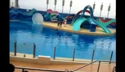 Dolphin and SeaLion Show[320x240]