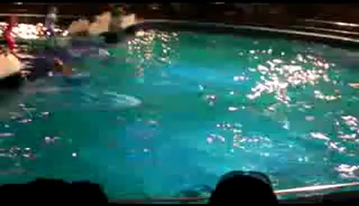 Dolfinarium Harderwijk  De Droomwens complete show[320x240]