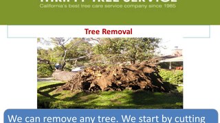 Thrifty Tree Services Inc : Tree Treatment in CA