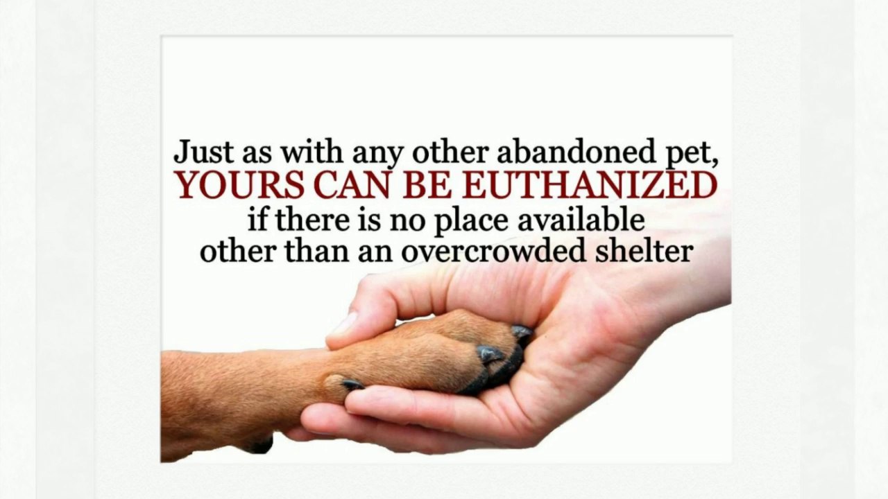 Who Will Care for Your Pet When You Can't?