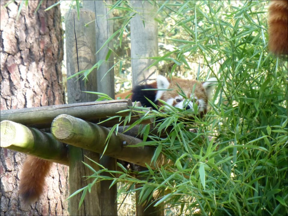 DIAPORAMAS ZOO DE LA PALMYRE CHARENTE MARITIME FRANCE