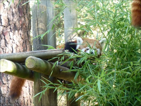 DIAPORAMAS ZOO DE LA PALMYRE CHARENTE MARITIME FRANCE