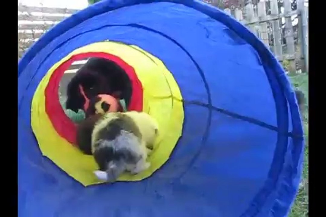 chiots berger australien 1 mois