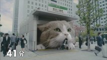 Un chat géant dans une pub japonaise... taré!