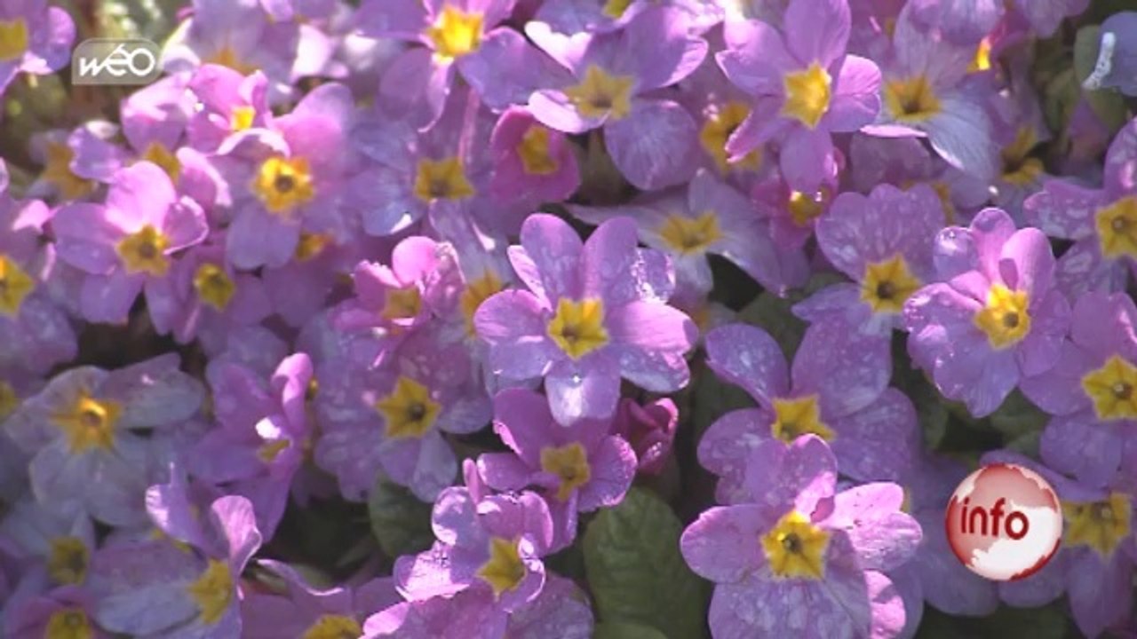 Wasquehal : retour aux jardins