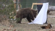 Un Ours détruit un camping... Démo Violent!