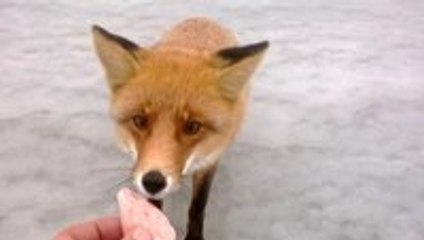 Hand feeding a fox while ice fishing