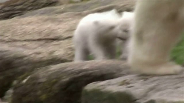 Première sortie pour les bébés ours blancs