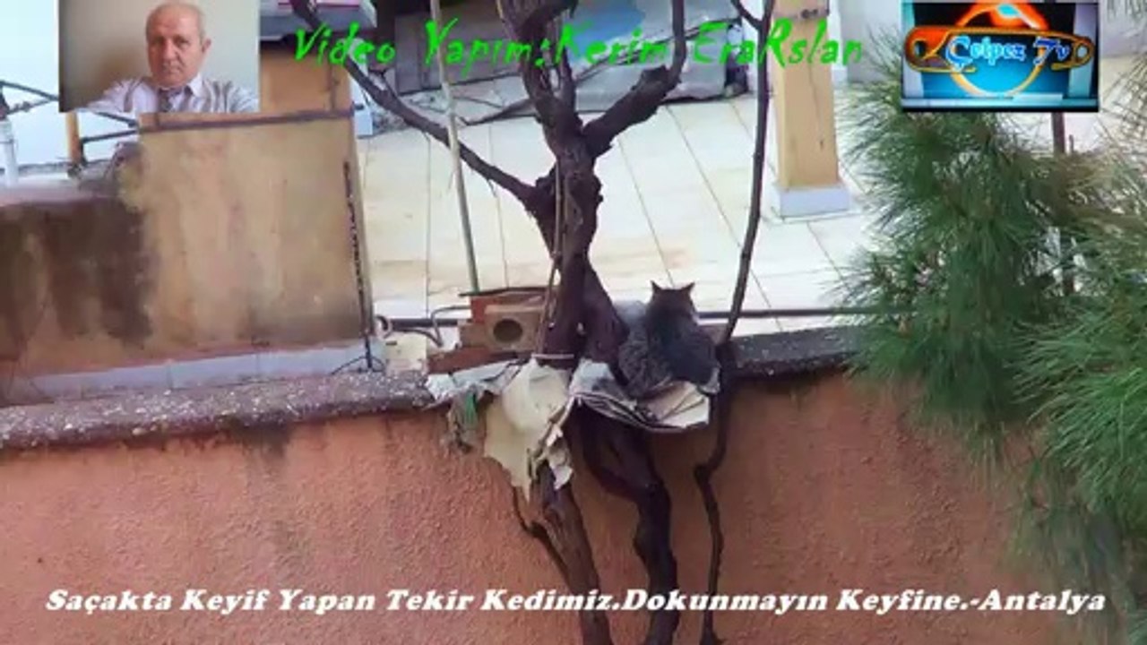 Saçakta Keyif Yapan Tekir Kedimiz.Dokunmayın Keyfine.-Antalya