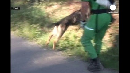 Disparition de Maddie : Scotland Yard cherche un délinquant sexuel