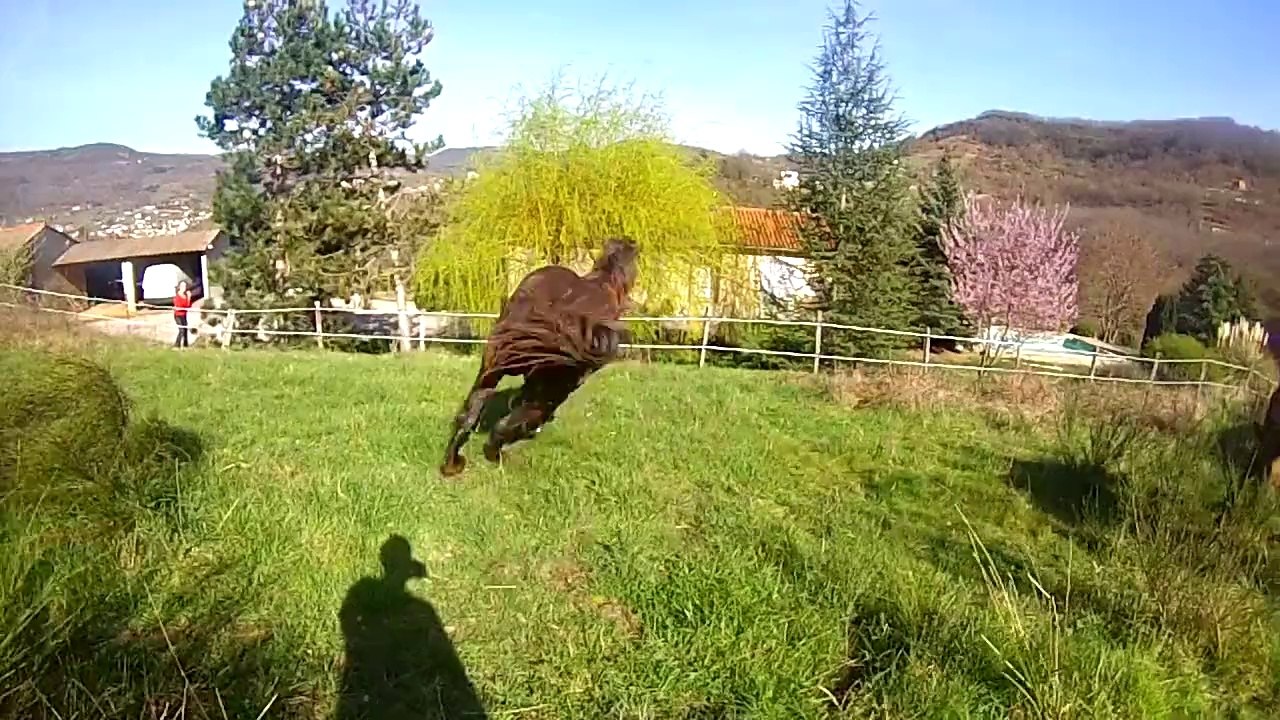 Lâcher des chevaux dans le nouveau pré