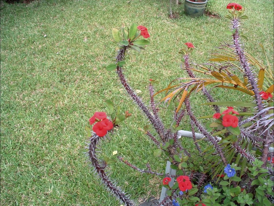 souvenirs tronqués Pierre, Pascal, Mariette, Marie-lise, Virginie ...-Écran