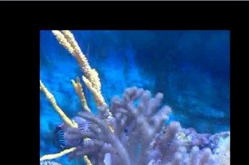 VLC 2.1.3 plays and converts all formats