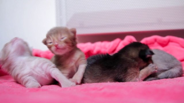 Chatons Somalis - 2 semaines