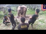 Elephant attack: 30 wild elephants ravage crops in Malaysia