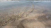Waves in slow motion - Free HD stock footage