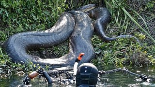 Man Eating Anacondas (Wild Documentary 2014) - Man Eater Anacondas