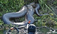 Man Eating Anacondas (Wild Documentary 2014) - Man Eater Anacondas