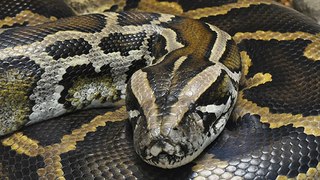 Hybrid Giant Pythons found in Florida (Documentary 2014) - Hybrid Giant Python