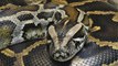 Hybrid Giant Pythons found in Florida (Documentary 2014) - Hybrid Giant Python