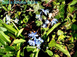 Scilia Bifolia du Massif Pilat